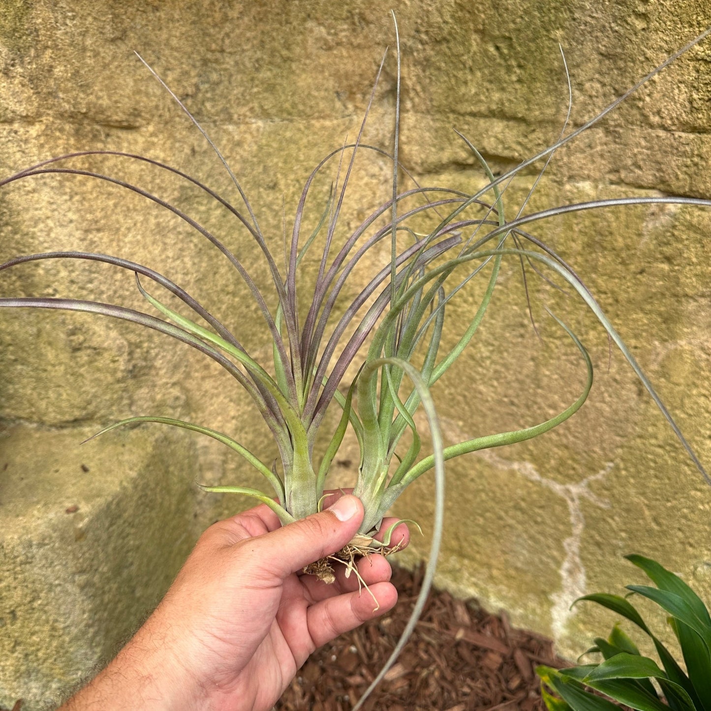 Tillandsia ‘Royale’ (T. balbisiana x T. velutina) - Rainforest Flora