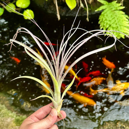 Tillandsia ‘Royale’ (T. balbisiana x T. velutina) - Rainforest Flora