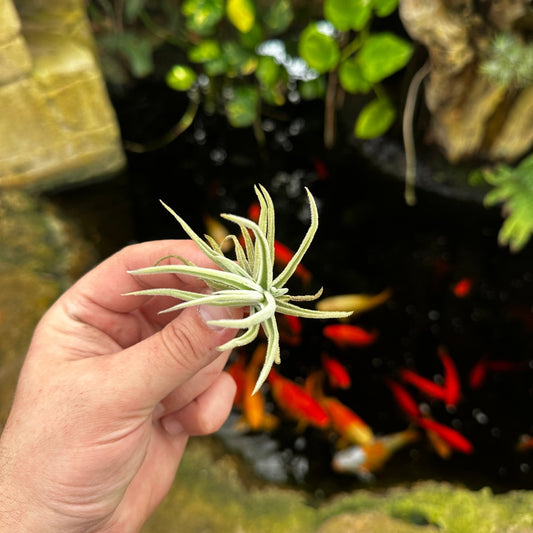 Tillandsia santiagoensis - Rainforest Flora