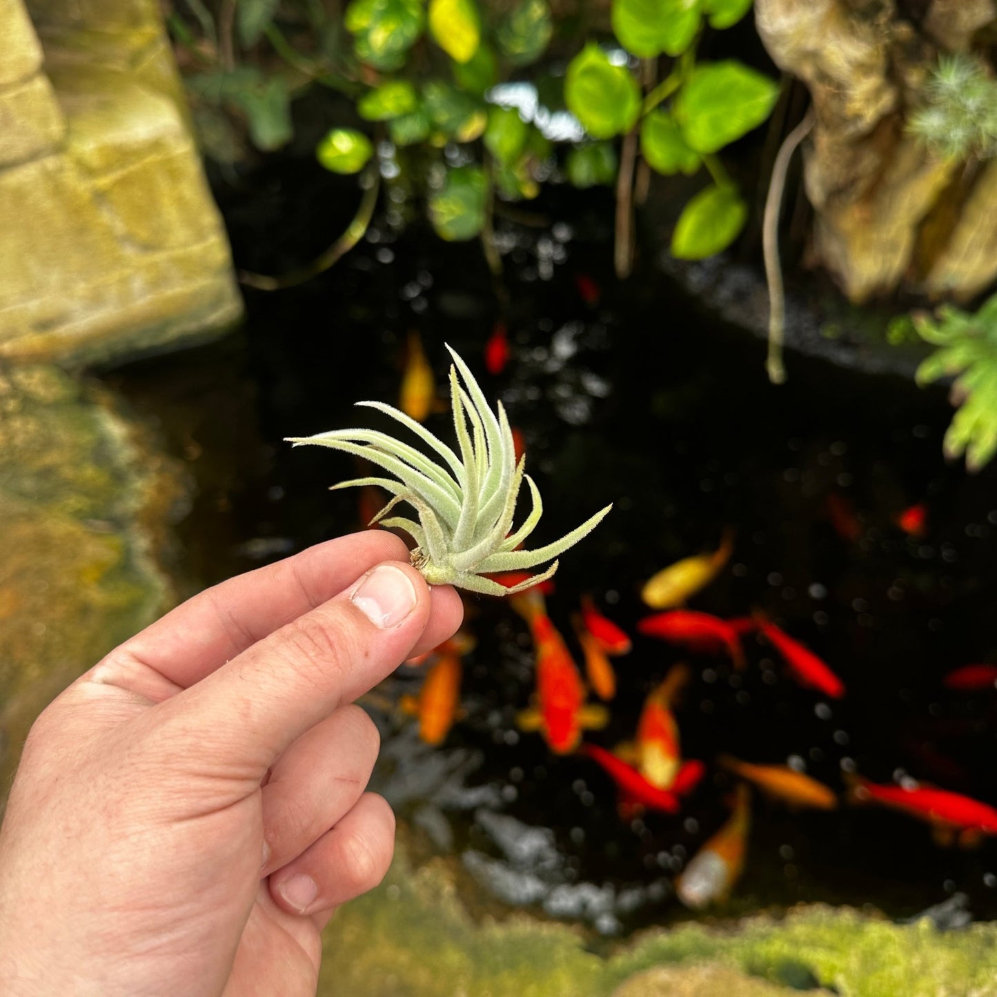 Tillandsia santiagoensis - Rainforest Flora
