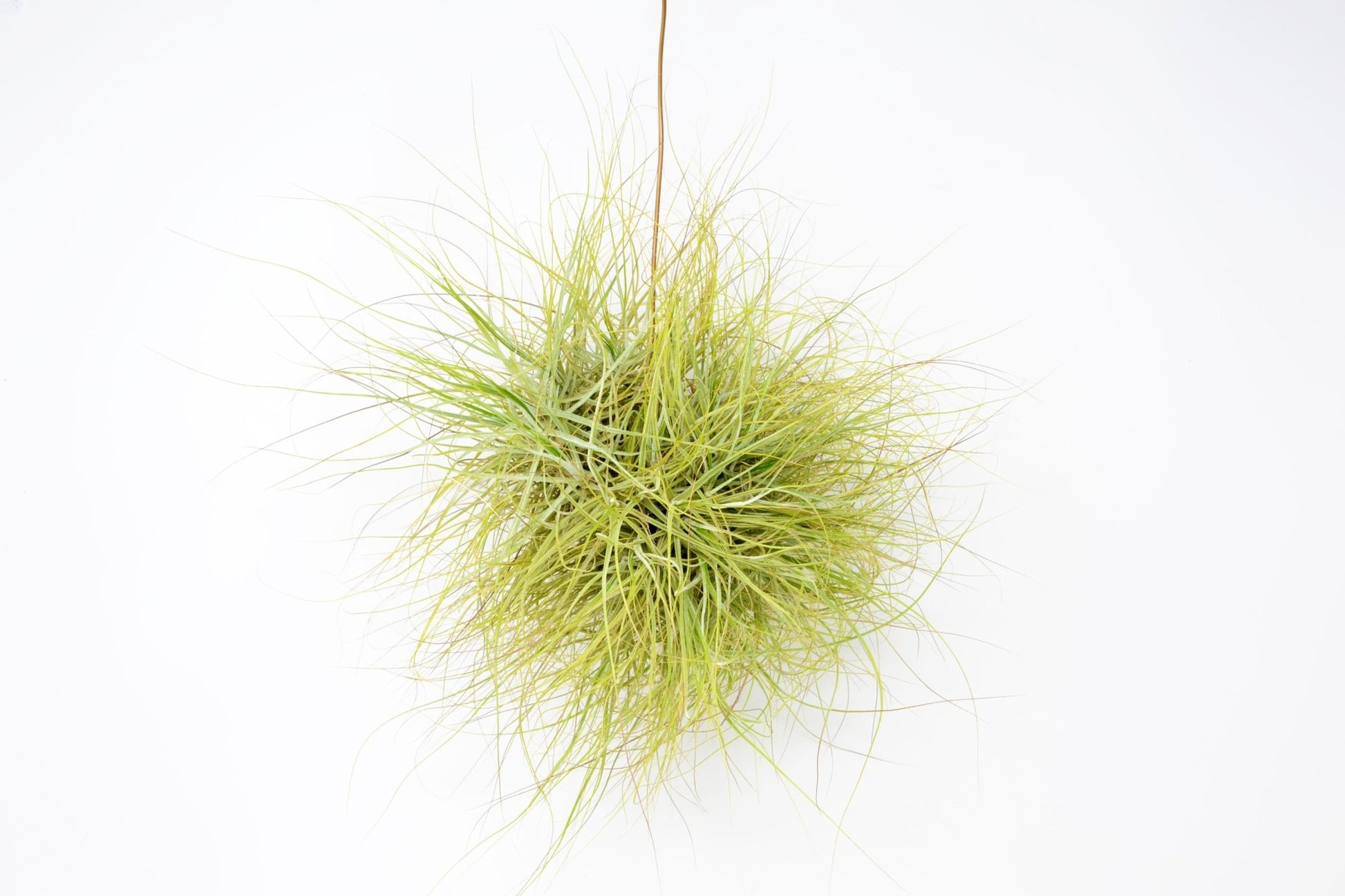 schiedeana air plant Tillandsia schiedeana – Rainforest Flora