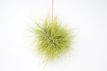 Tillandsia schiedeana - Rainforest Flora