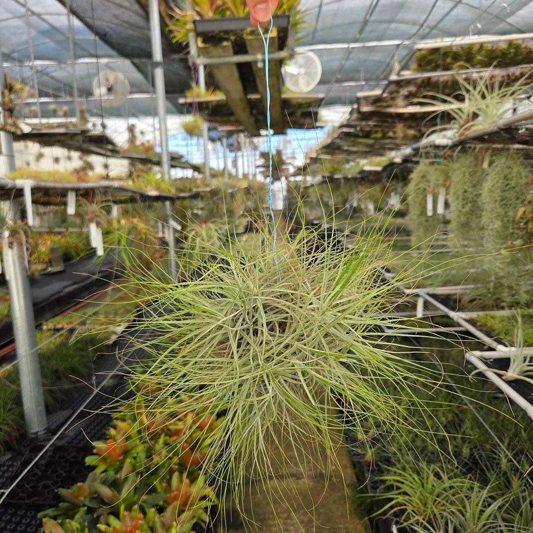Tillandsia schiedeana – Rainforest Flora