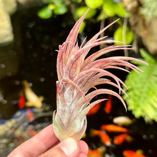 Tillandsia seleriana x delicata - Rainforest Flora