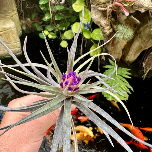Tillandsia 'Senora Edie Stricta' (T. edithae x T. stricta) - Rainforest Flora