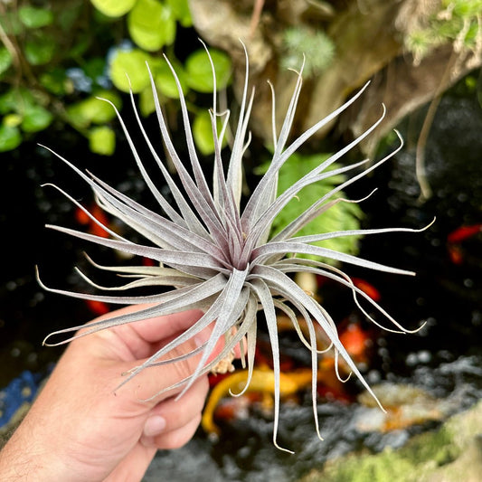 Tillandsia 'Senora Edie Stricta' (T. edithae x T. stricta) - Rainforest Flora