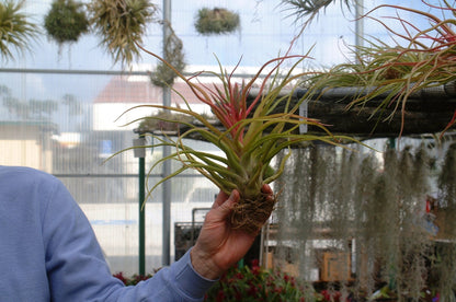 Tillandsia 'Showtime' - Rainforest Flora