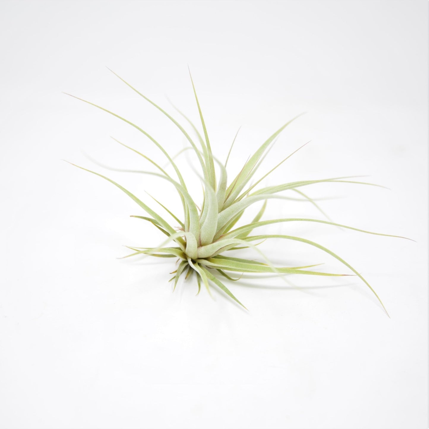 Tillandsia 'Silver Queen' - Rainforest Flora