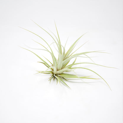 Tillandsia 'Silver Queen' - Rainforest Flora