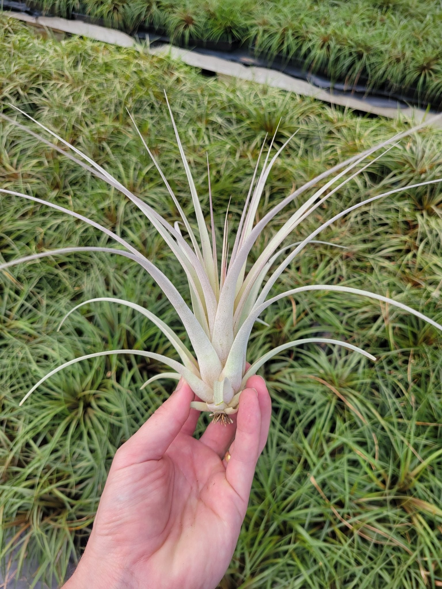 Tillandsia 'Silver Queen'