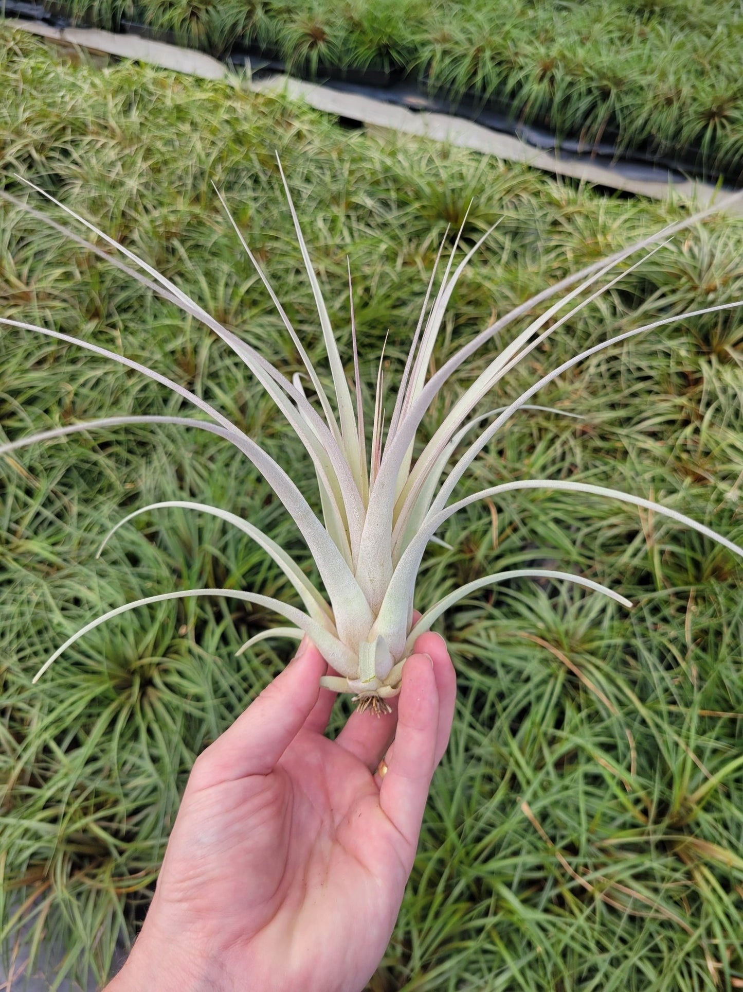 queen of air plants Tillandsia 'Silver Queen' (T. Jalisco-monticola X Xerographica) – Rainforest Flora