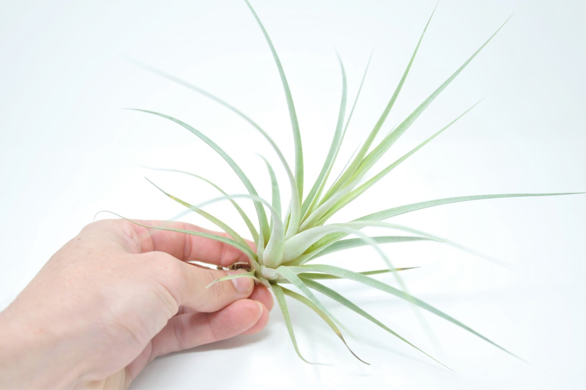 queen of air plants Tillandsia 'Silver Queen' (T. Jalisco-monticola X Xerographica) – Rainforest Flora