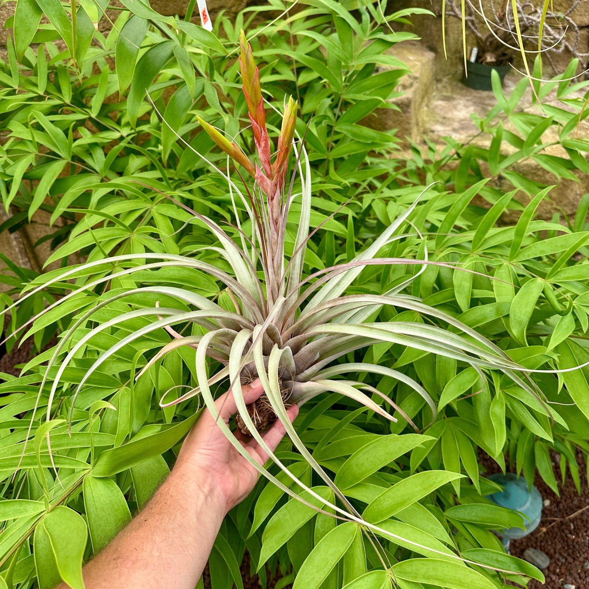 Tillandsia 'Silver Queen' (T. Jalisco-monticola X Xerographica) - Rainforest Flora