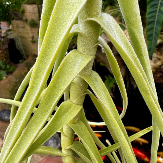 Tillandsia 'Space Cadet' (T. retrorsa x T. duratii) - Rainforest Flora