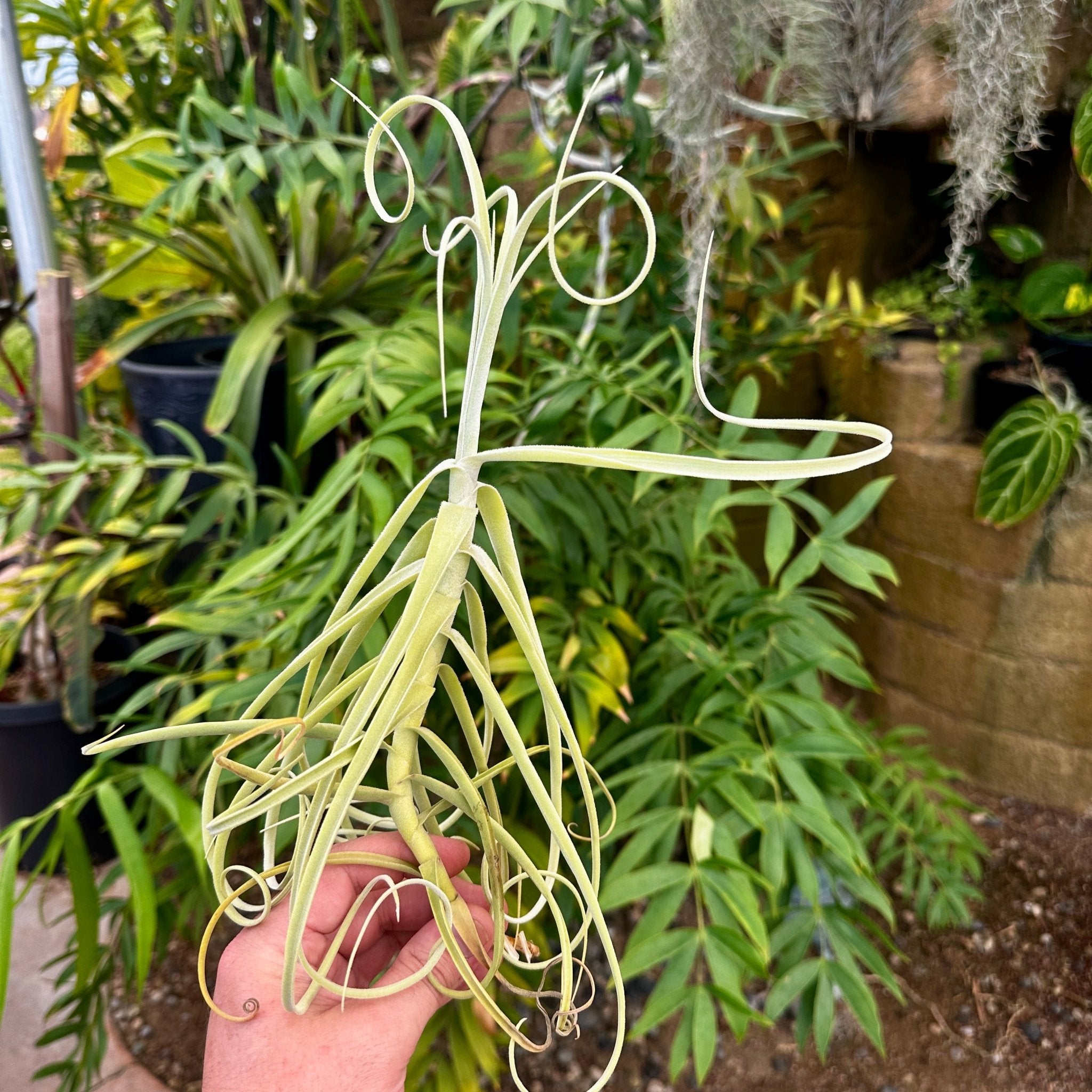 Tillandsia 'Space Cadet' (T. retrorsa x T. duratii) – Rainforest Flora