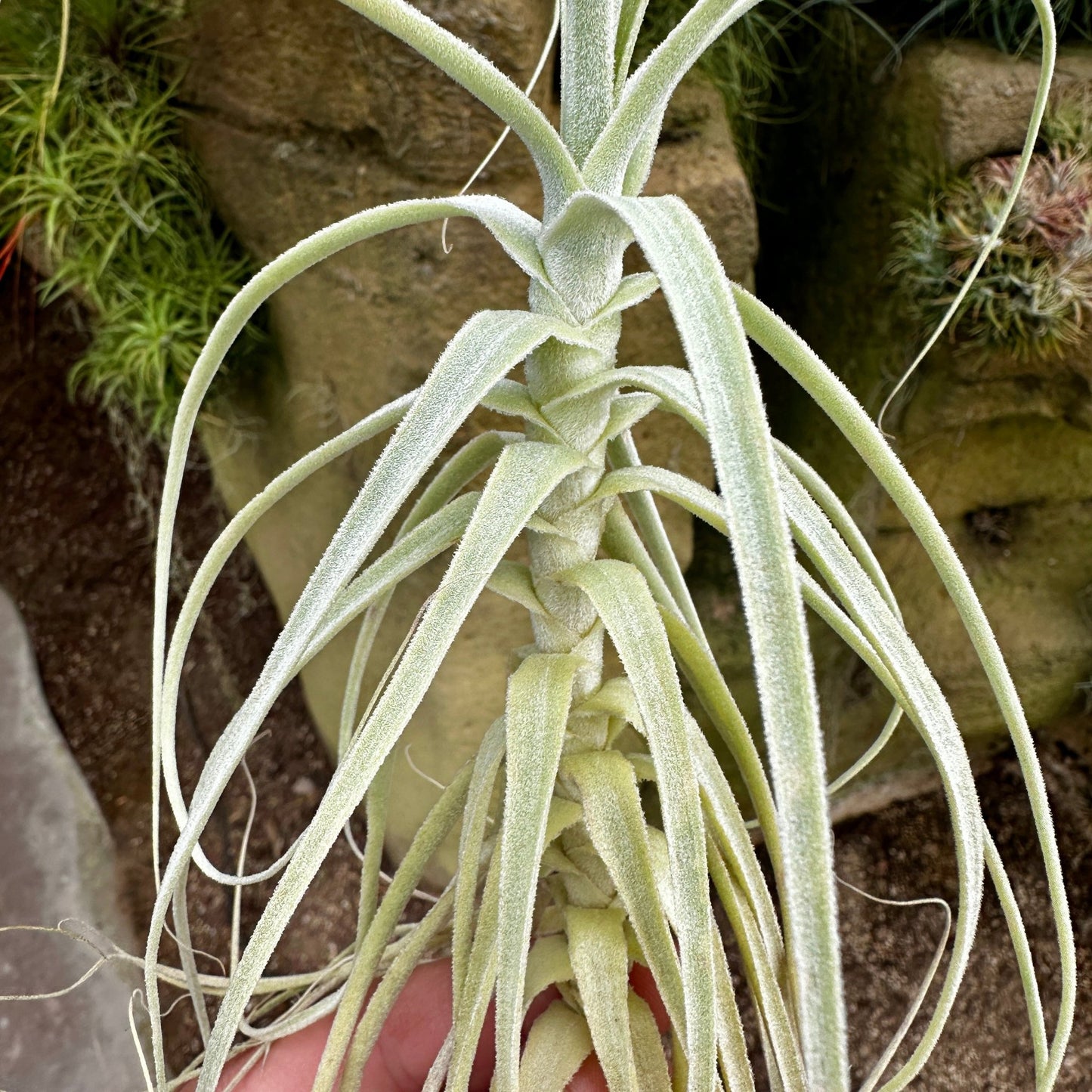 Tillandsia straminea - Rainforest Flora