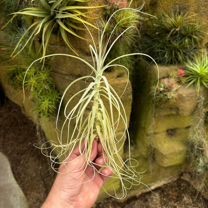 Tillandsia straminea - Rainforest Flora