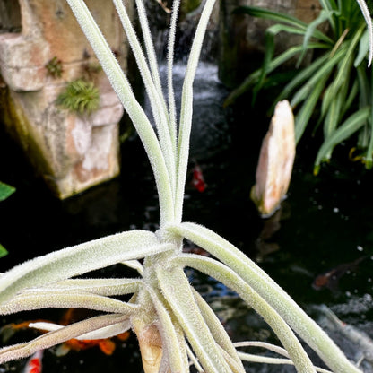 Tillandsia streptocarpa - Rainforest Flora