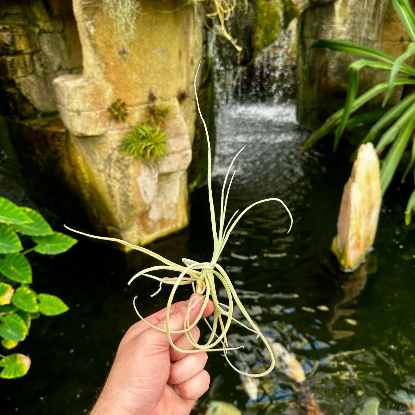 Tillandsia streptocarpa - Rainforest Flora