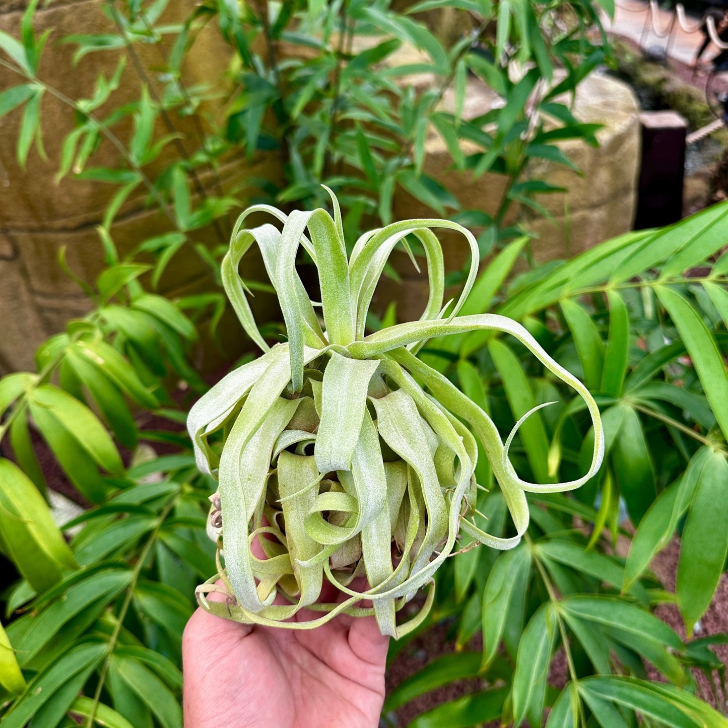 Tillandsia streptophylla - Rainforest Flora