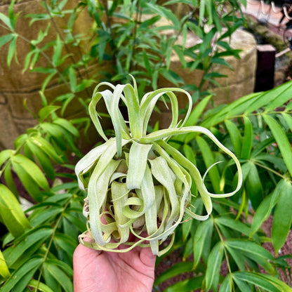 Tillandsia streptophylla - Rainforest Flora