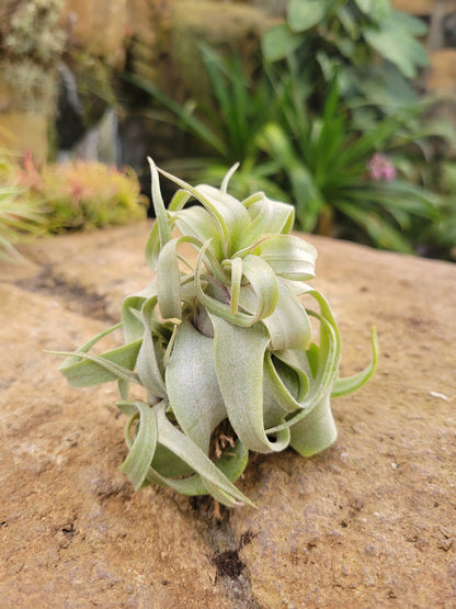 Tillandsia streptophylla - Rainforest Flora