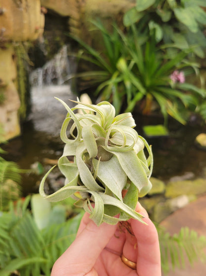 Tillandsia streptophylla - Rainforest Flora