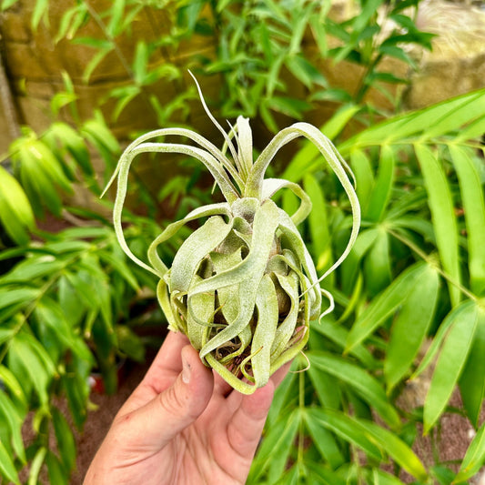 Tillandsia streptophylla - Rainforest Flora