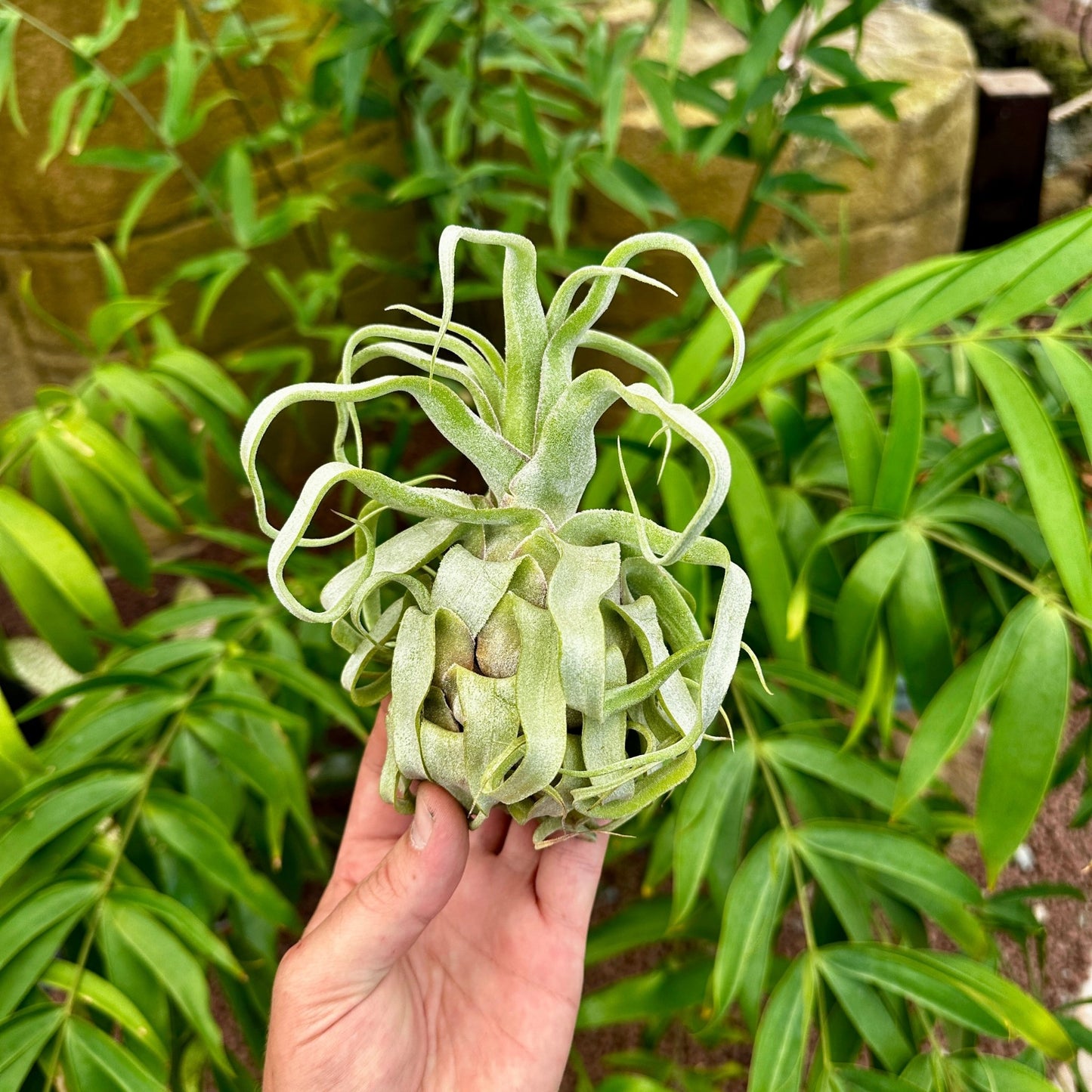 Tillandsia streptophylla - Rainforest Flora