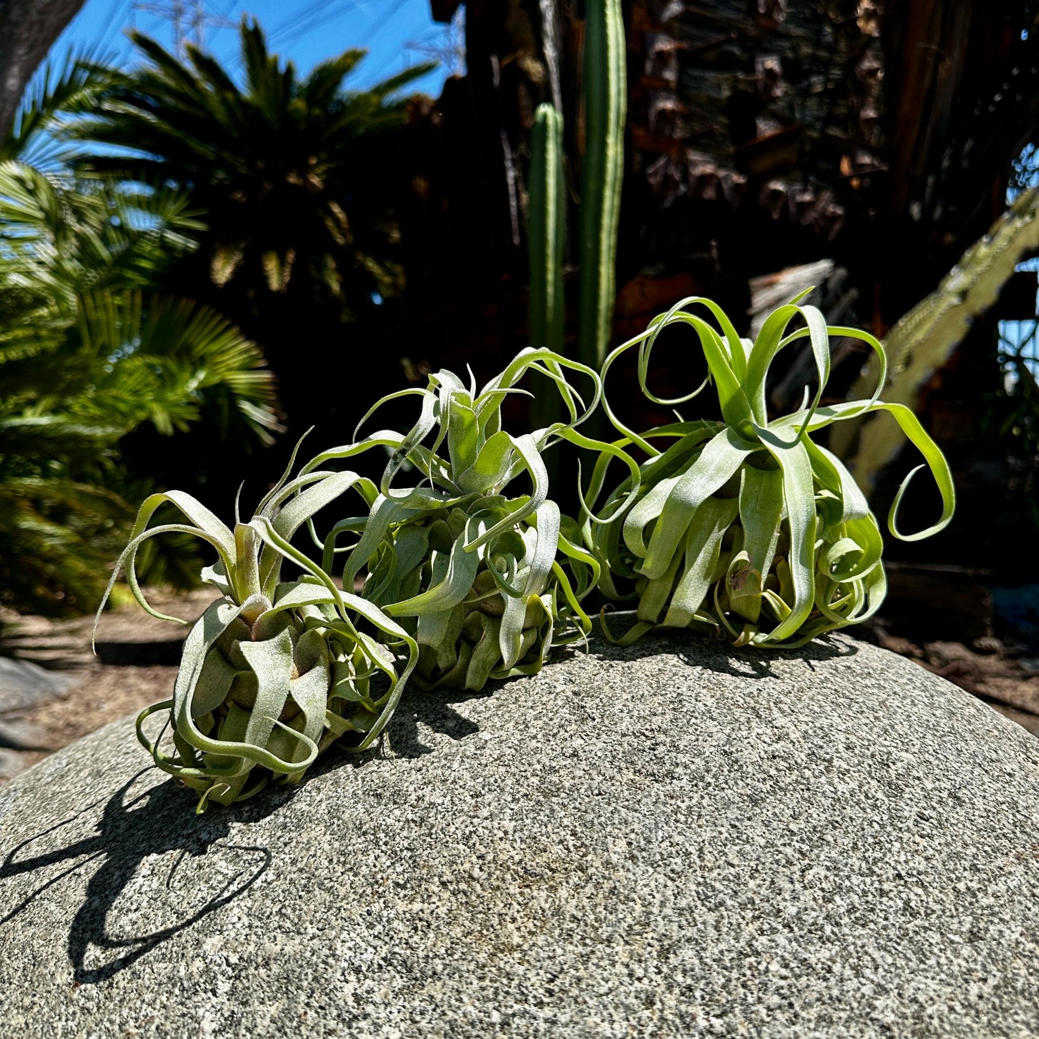 Tillandsia Splendid Journey 速達発送 Tillandsia streptophylla – Rainforest Flora