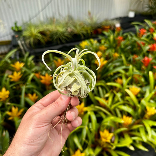Tillandsia streptophylla - Rainforest Flora