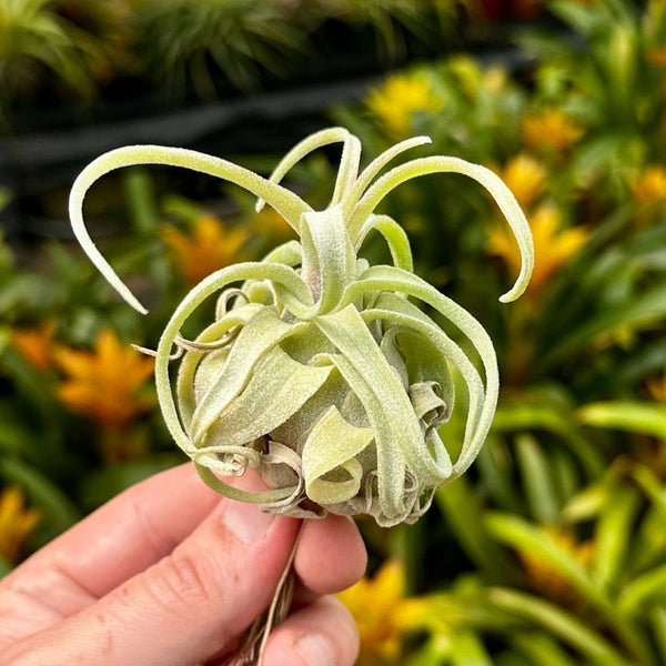 ブロメリア・エアープランツ lorentziana x streptophylla'Mexico\