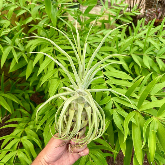 Tillandsia streptophylla x Tillandsia pruinosa var Colombia - Rainforest Flora