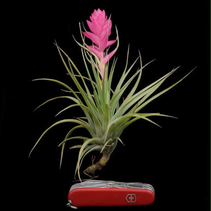 stricta soft leaf air plant Tillandsia stricta – Rainforest Flora