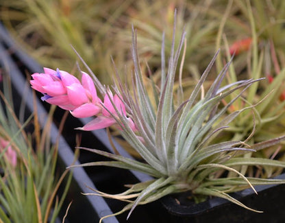 stricta air plant care Tillandsia stricta