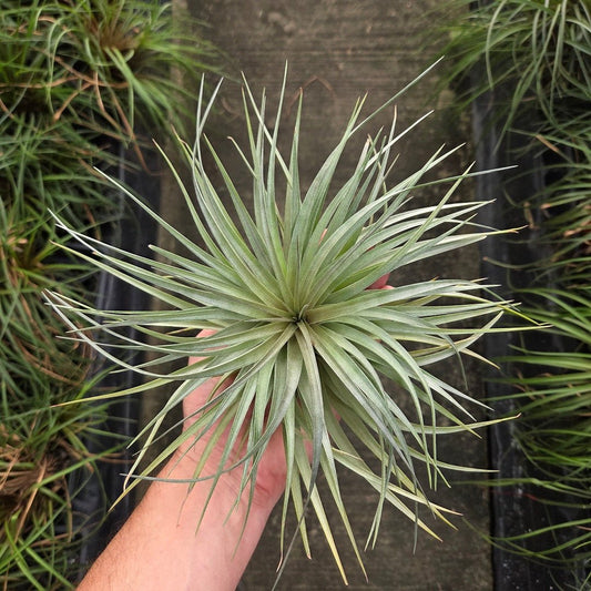 Tillandsia stricta Stiff Gray - Rainforest Flora