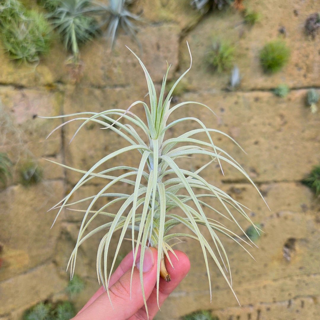 Tillandsia 'Sweet Isabel' (T.tectorum X T.paleacea) - Rainforest Flora