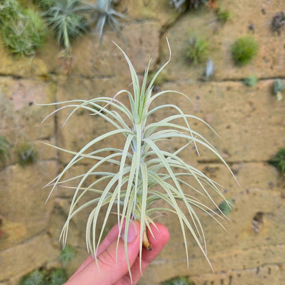 Tillandsia 'Sweet Isabel' (T.tectorum X T.paleacea) - Rainforest Flora