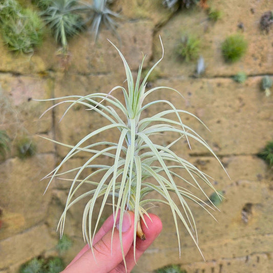 Tillandsia 'Sweet Isabel' (T.tectorum X T.paleacea) - Rainforest Flora