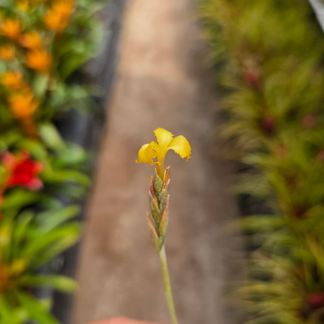 Tillandsia ‘Tawny Yellow’ (T. crocata x T. mallemontii) - Rainforest Flora