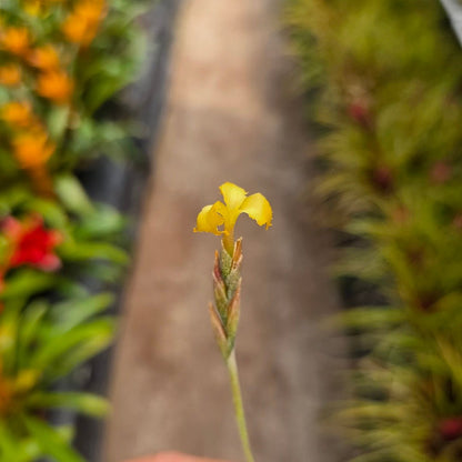 Tillandsia ‘Tawny Yellow’ (T. crocata x T. mallemontii) - Rainforest Flora