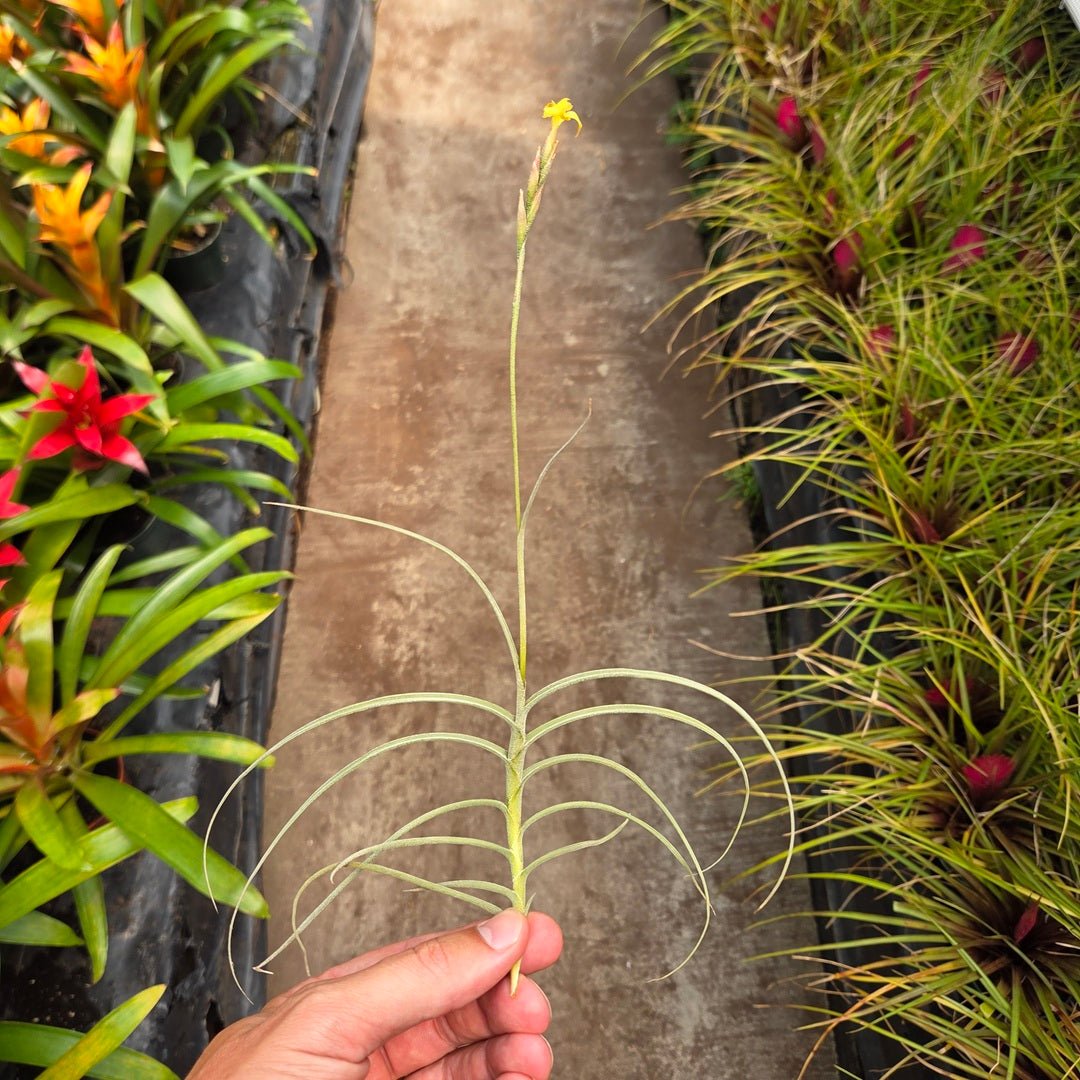 Tillandsia ‘Tawny Yellow’ (T. crocata x T. mallemontii) - Rainforest Flora