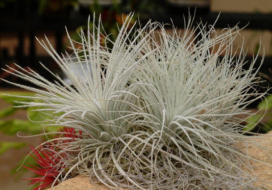 Tillandsia tectorum - Rainforest Flora