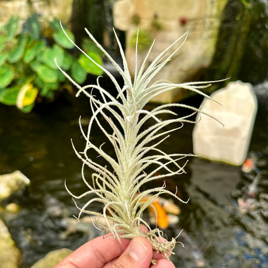 Tillandsia tectorum Caulescent Form - Rainforest Flora