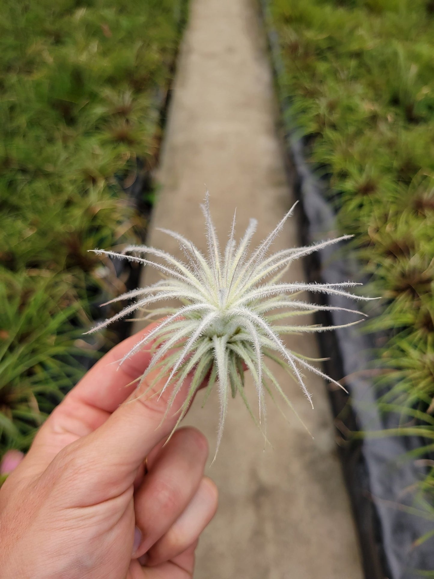 Tillandsia tectorum 'Fuzzball' - Rainforest Flora