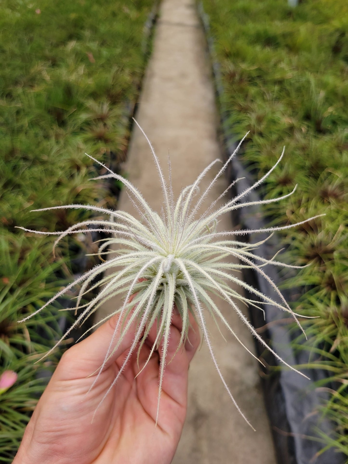 Tillandsia tectorum 'Fuzzball' - Rainforest Flora