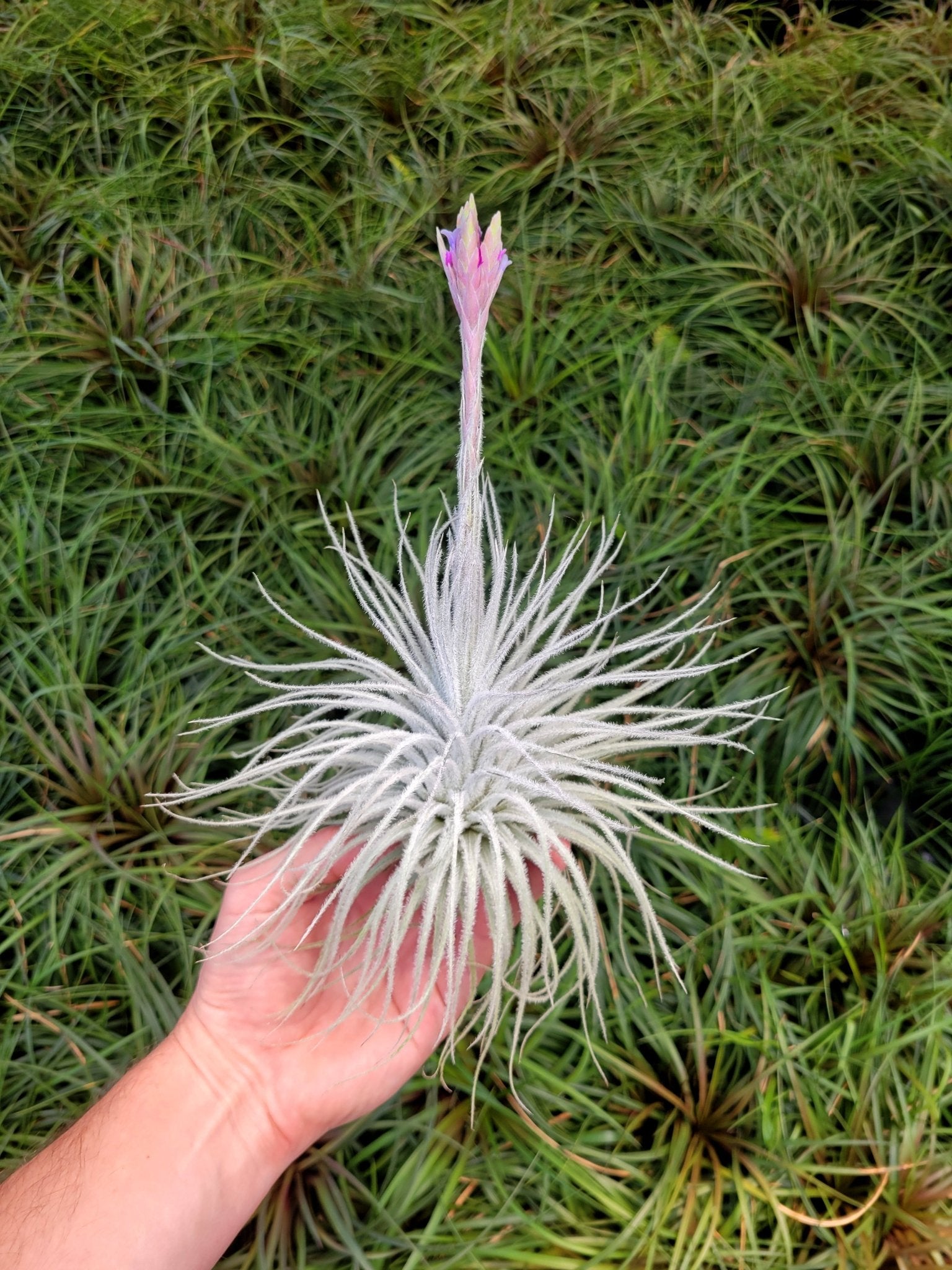 Tillandsia tectorum 'Fuzzball' - Rainforest Flora