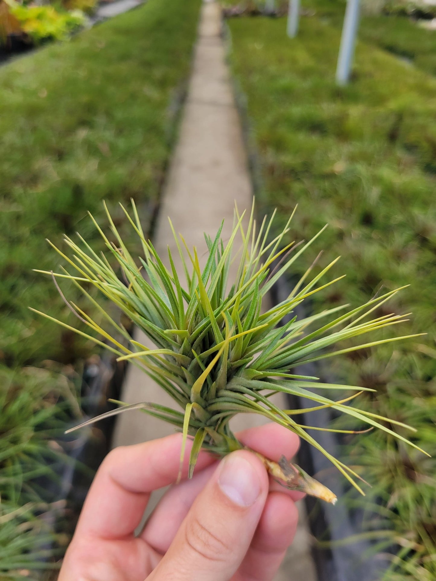 Tillandsia tenuifolia 'Albino' - Rainforest Flora