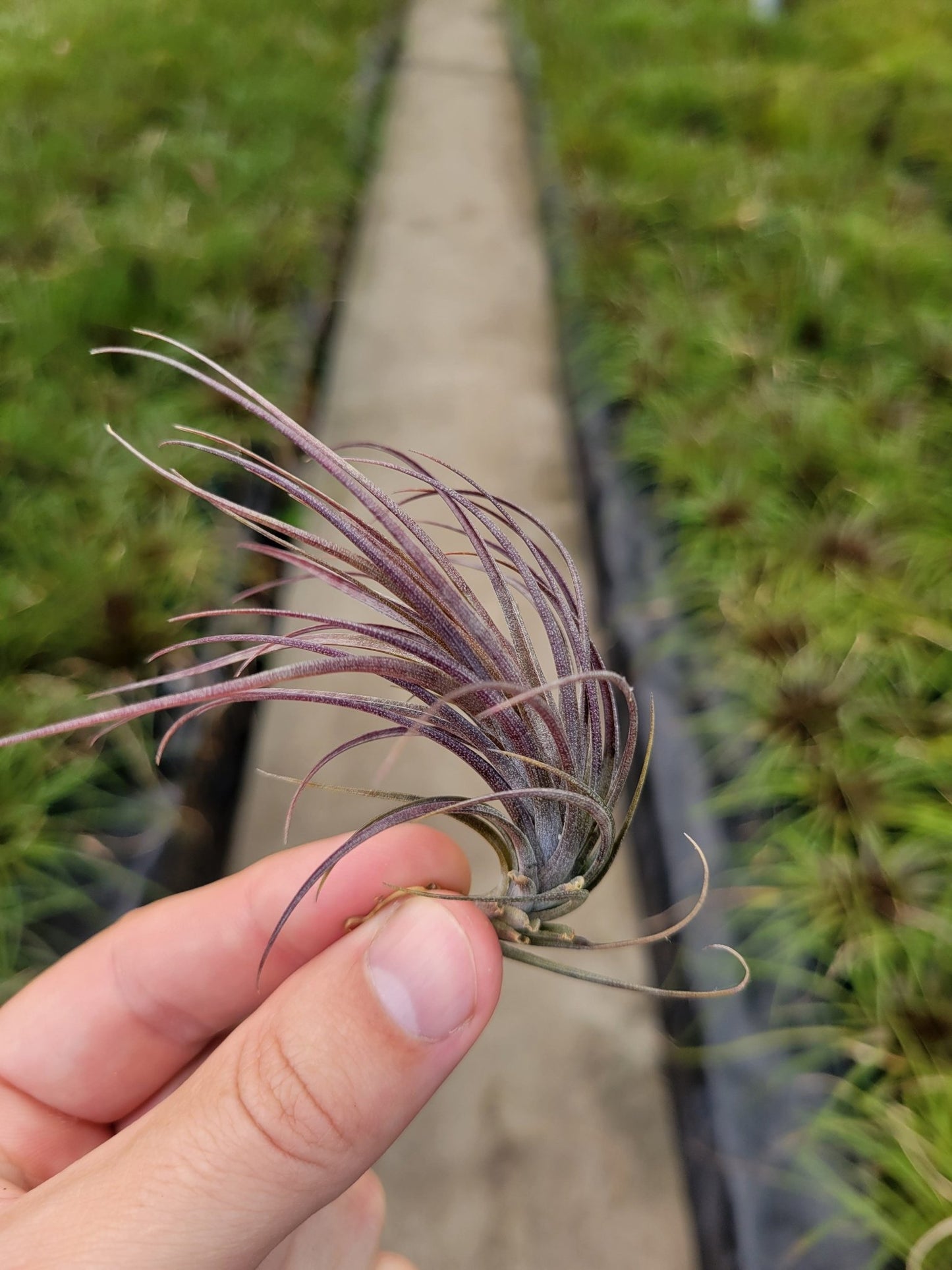 Tillandsia tenuifolia 'Amethyst' - Rainforest Flora