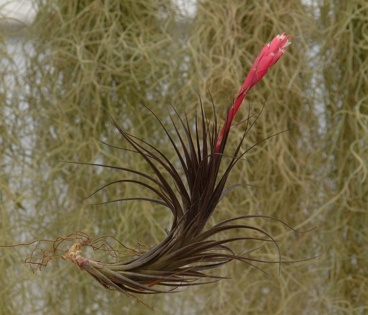 tenuifolia air plant Tillandsia tenuifolia 'Amethyst'